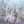  Birds in spring XXL - CleliaArt 