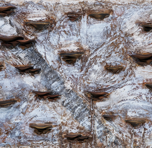 Natural 2026 - Elvira López