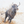  The Bull 2026 - Monti 